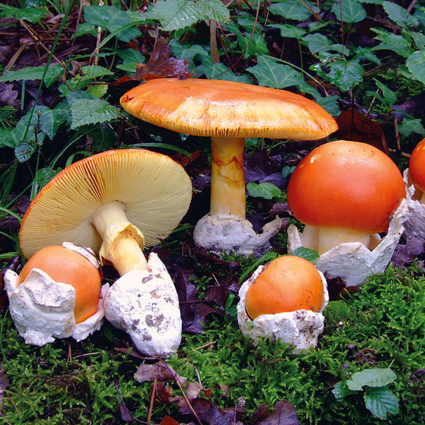 Les champignons