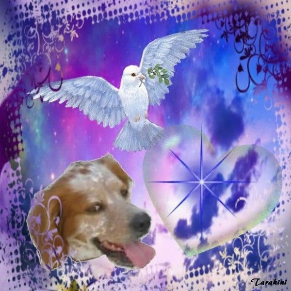 cadeau de mon amie tarakini