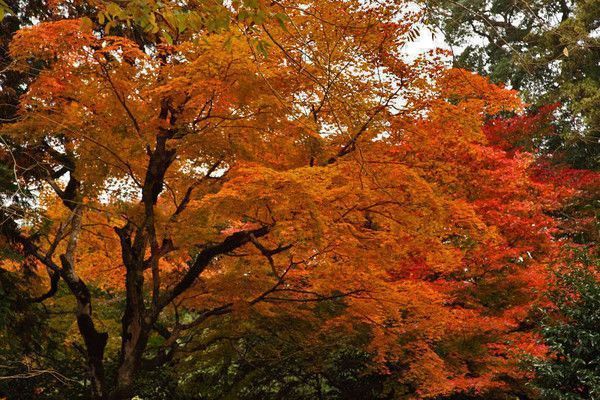 magnifique couleur d automne