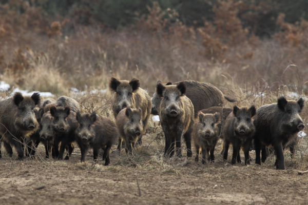 Les Sangliers Et Les Degats