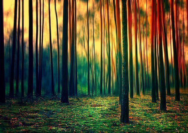 Promenons nous dans les bois 2