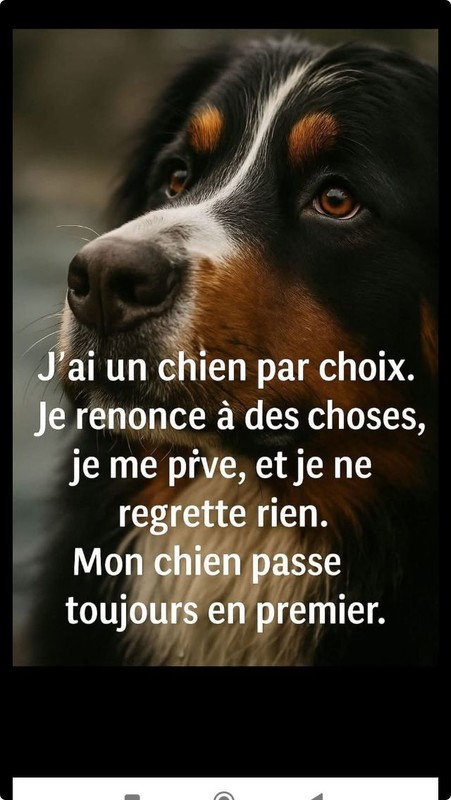 Le chien