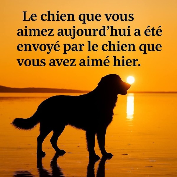 Le chien