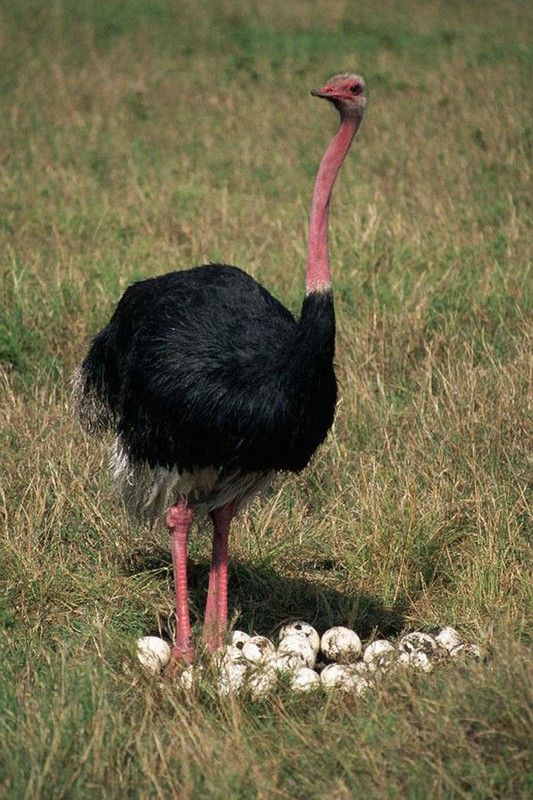 l autruche