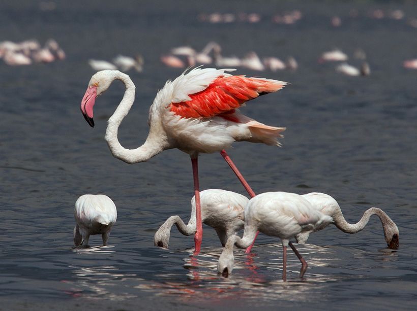 Les Flamants Roses