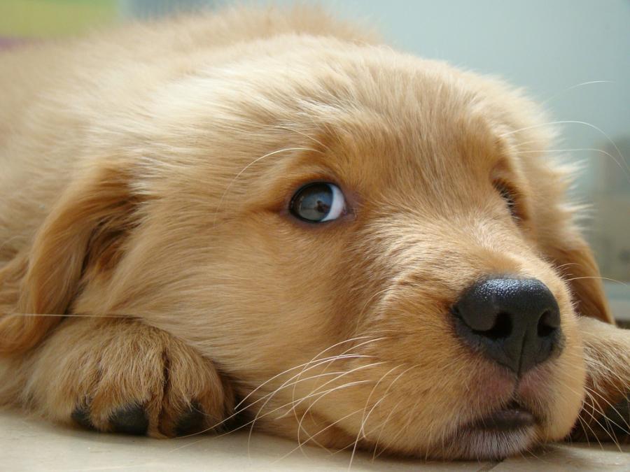 Les Chiens Page 5 les-chiens-page-5