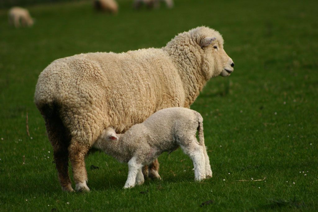 Comment S'appelle Le Petit Du Mouton